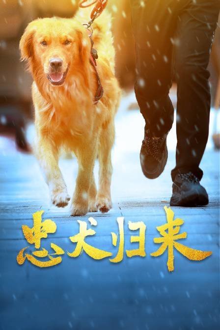 忠犬歸來(lái)正片